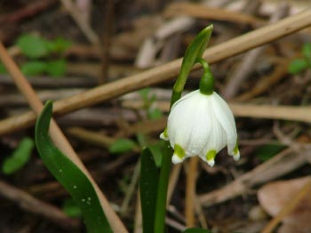 Leucojum vernumLenteklokje bestellen